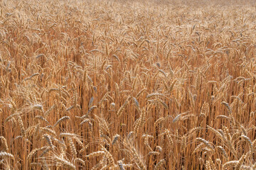 Ein Feld mit Hartweizen (Lat.: Triticum durum Desf.) / Getreideanbau