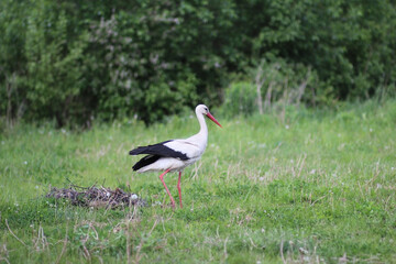 Obraz na płótnie Canvas An adult European white stork bird walking near the nest on the green summer grass and eating frogs. Bird in nature