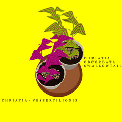 Ornamental Plants Christia Obcordata Swallowtail and Christia Vespertilionis