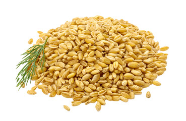 Gold rice