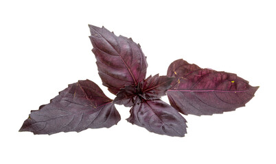 Red basil leaves