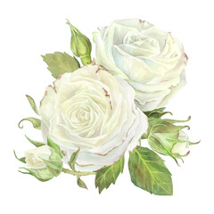 White roses with leaves composition. Watercolor illustration.Isolated on a white background.For design of sticker, dishes, greeting card, stationery, cosmetics, perfumes packaging, wedding invitation