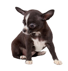 cute small chihuahua puppy sitting on white looking at camera isolated