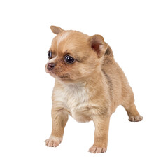 chihuahua puppy in front of a white background