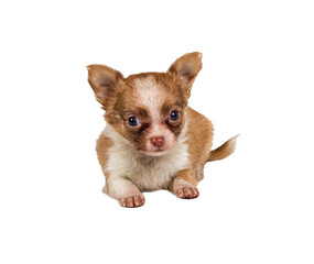 chihuahua puppy in front of a white background