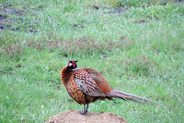 The wild ring-necked pheasant with ruffled feathers standing on a heap of sand in the middle of the...