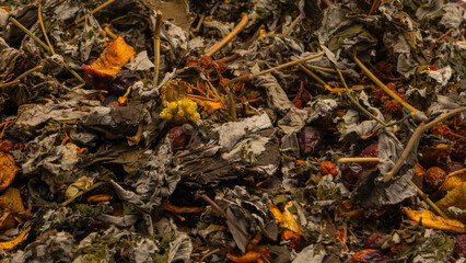 Dry tea leaves and dry fruit isolated on white background.