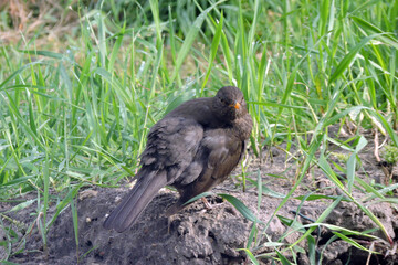 A portrait of a sick Eurasian blackbird with lowered wings standing on the ground