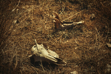 Bones of some mammals animals found outdoor in dried grass summer nature