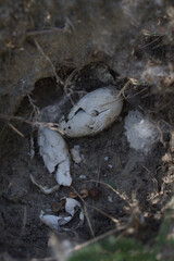 Rest of spring bird nest with egg shells left after pup hatching