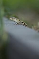 Wild lizard Lacerta agilis near human summer house in sunny day