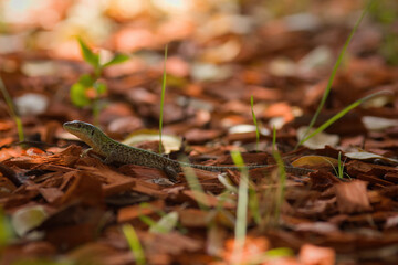Wild lizard Lacerta agilis near human summer house in sunny day