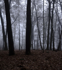 Moody Winter Forest. Foggy Morning in the Woods. Misty Landscape Without People. Raw Winter Landscape with Black Leafless Trees Against the Background of a Hazy Sky. Dark Scary Wilderness.