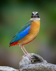 Blue-wing-Pitta, beautiful multi-color bird is perching on tree branch and staring to the photographer. Nature and wildlife concept.