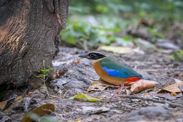 Blue-wing-Pitta, beautiful multi-color bird is standing on the ground near the tree. Nature and wildlife concept.