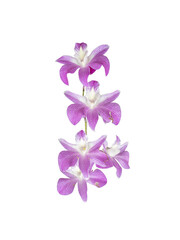 Fototapeta na wymiar Bouquet of beautiful violet orchid flowers isolated on white background, mobile photo