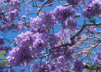 Purple jacaranda blossoms