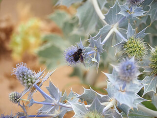 Sea holly thistles at a beach with insects