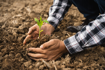 Human Hands Planting Young Green Plants.