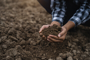 Farmers' expert hands check soil health before planting vegetable seeds or seedlings. Business idea or ecology.