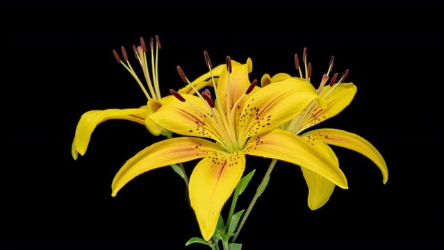 Beautiful yellow Lily flowers blooming close up. Time lapse of fresh Lilly opening, isolated on black background.
