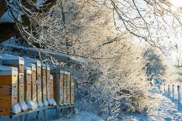 bee hives in winter - bee breeding (Apis mellifera) in beautiful winter sunny day