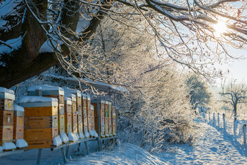 bee hives in winter - bee breeding (Apis mellifera) in beautiful winter sunny day