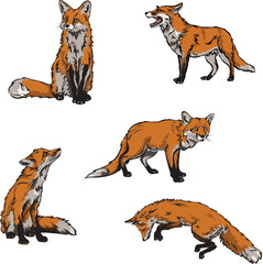 Fox, color. vector image of a fox, vector illustration for use in logos, signs, trademarks, for design and advertising