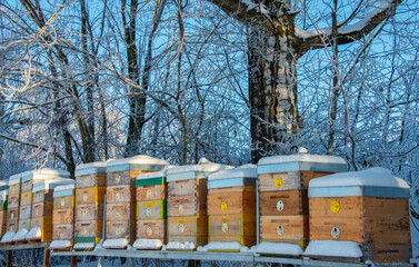 bee hives in winter - bee breeding (Apis mellifera) in beautiful winter sunny day