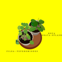 Pilea Peperomioides and Hoya Obata Splash