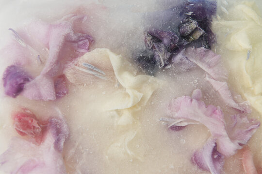 frozen frost flowers in milk, ice, water and snow in pastel colors