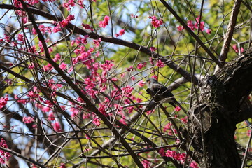 紅梅の枝にとまるヒヨドリ