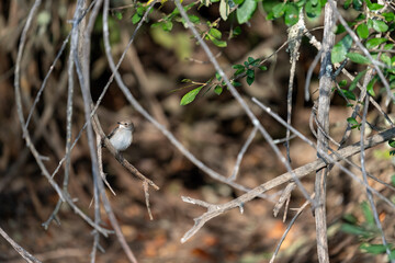 Isolated tiny bird over the branch looking far
