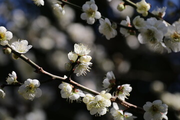 まだ寒さの残る早春に咲く白梅の花。