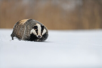Obraz premium The European badger (Meles meles) in a snowy landscape near a forest in winter. Facing the camera.