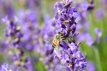 bee sucking nectar from lavender flower