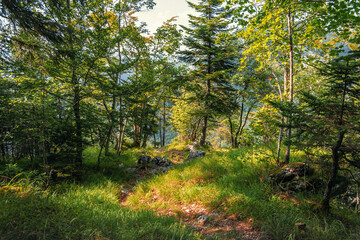 Forest scenery in the Alps with light passing through the foliage