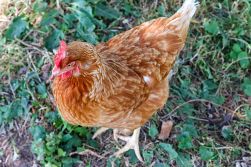 free range hen top view in a chicken coop