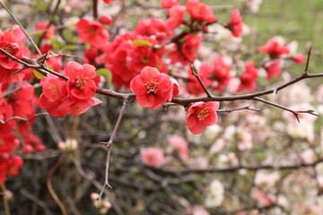 早春の花。ボケ。