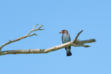 Dollarbird (Eurystomus orientalis) sitting on a dead branch.
