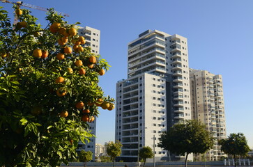 Obraz na płótnie Canvas Modern high-rise residential buildings under blue sky. Tree with orange fruits in the foreground. Construction crane. Concept: a pleasant place to live, a real estate agency, investment. Copy spase