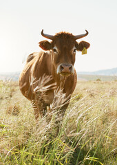 Agriculture, farm and portrait of a cow in countryside for farming, dairy and milk production, calm...