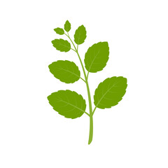 Lemon balm, melissa. Green leaves isolated on white background. Vector illustration.	