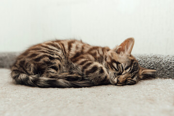 Cute bengal kitten sleeping on a soft cat's shelf of a cat's house.