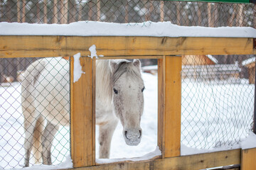The white horse stuck his head over the fence to be fed. Breeding horses. Winter visit to the farm...