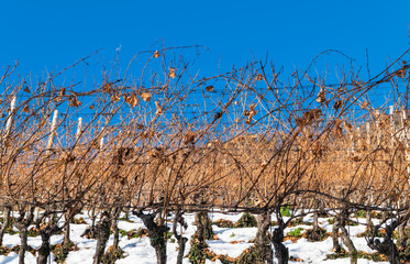 Vineyard in winter - Trentino Alto Adige, northern Italy, Europe