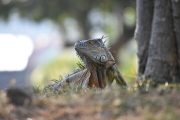 Green iguana resting on the lawn
