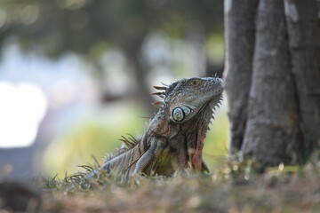 Green iguana resting on the lawn