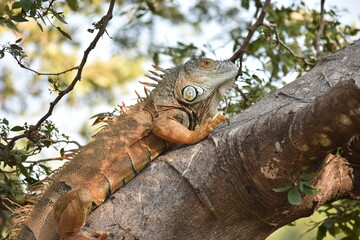 Green Iguana resting 
