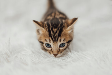 Little marble bengal kitten on the white fury blanket